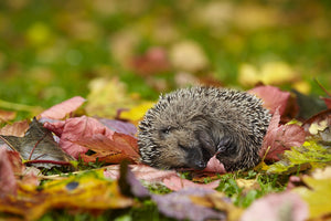 Top five free and fun Autumn stuff to do with pre-schoolers!