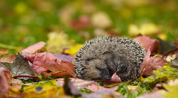 Top five free and fun Autumn stuff to do with pre-schoolers!